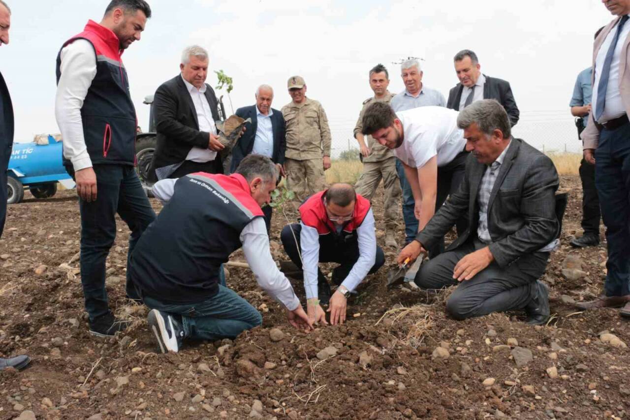 Şırnak'ın Cizre ilçesinde badem ve fıstık yetiştiriciliğini geliştirmek amacıyla proje