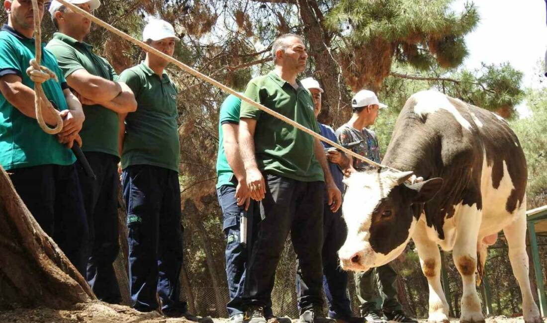 Gaziantep Büyükşehir Belediyesi bünyesinde yıllardır hizmet veren "kurban yakalama timi",