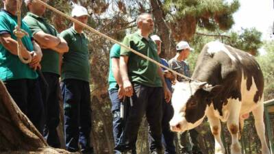 Gaziantep Büyükşehir Belediyesi bünyesinde yıllardır hizmet veren "kurban yakalama timi",