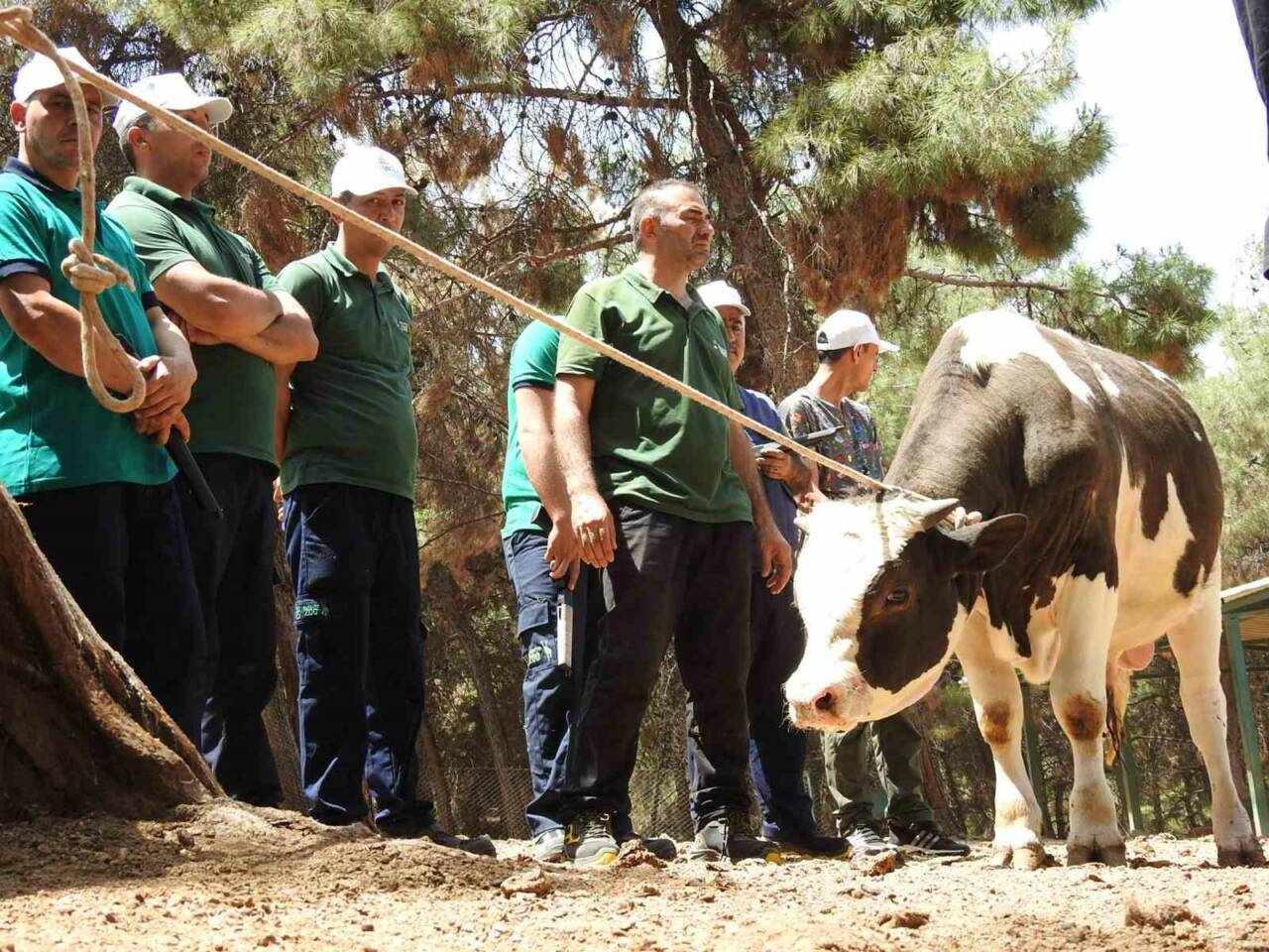 Gaziantep Büyükşehir Belediyesi bünyesinde yıllardır hizmet veren "kurban yakalama timi",