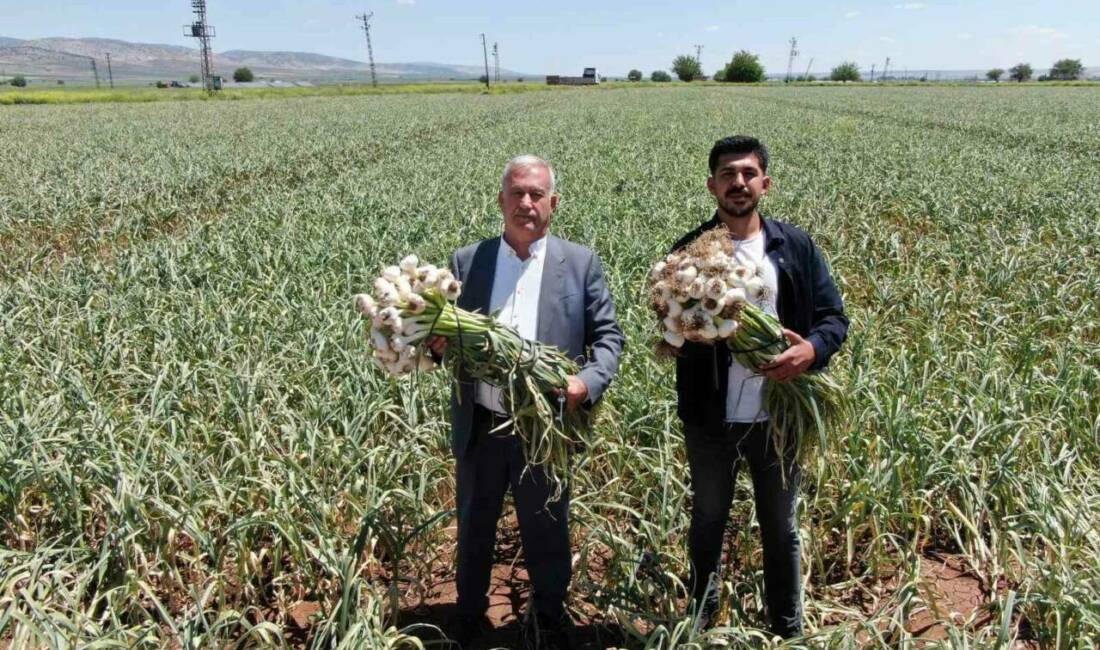 Gaziantep'in Araban ilçesinde bu yıl Araban sarımsağı hasadı başladı. Çiftçiler,