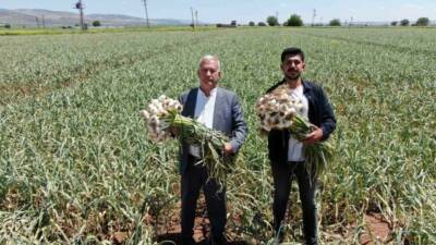Gaziantep'in Araban ilçesinde bu yıl Araban sarımsağı hasadı başladı. Çiftçiler,