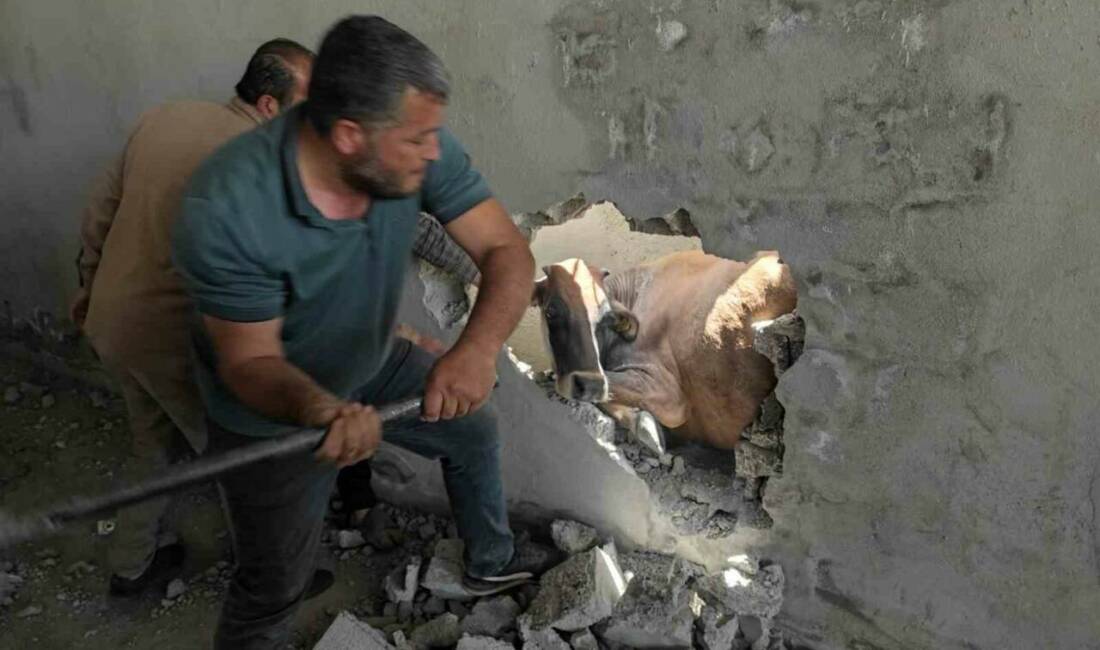 Batman’ın Sason ilçesinde bir inek, iki iş yerinin duvarları arasında