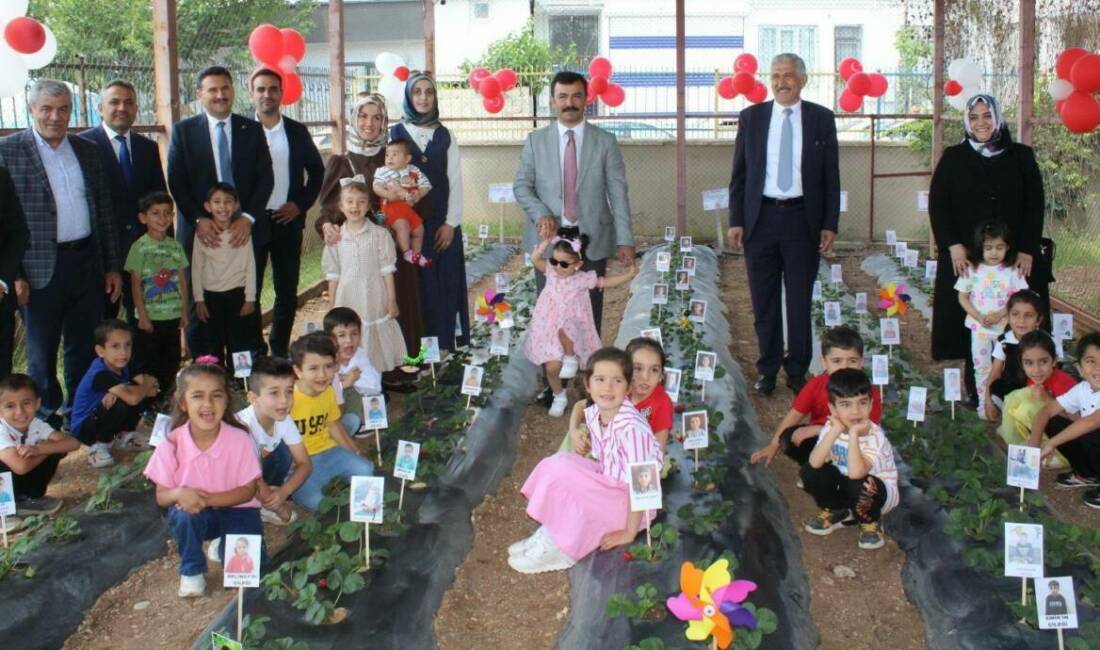Adıyaman’ın Kahta ilçesindeki Gelincik Anaokulu öğrencileri, çilek hasadı için bir