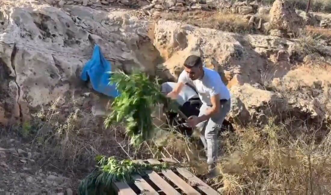 Şanlıurfa’da bir mağarada 88 kök kenevir bitkisi ile kayalıklara saklanmış