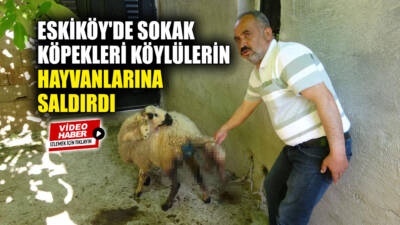 Besni'ye bağlı Sugözü (Eskiköy) köyünde başıboş sokak köpekleri evin bahçesinde