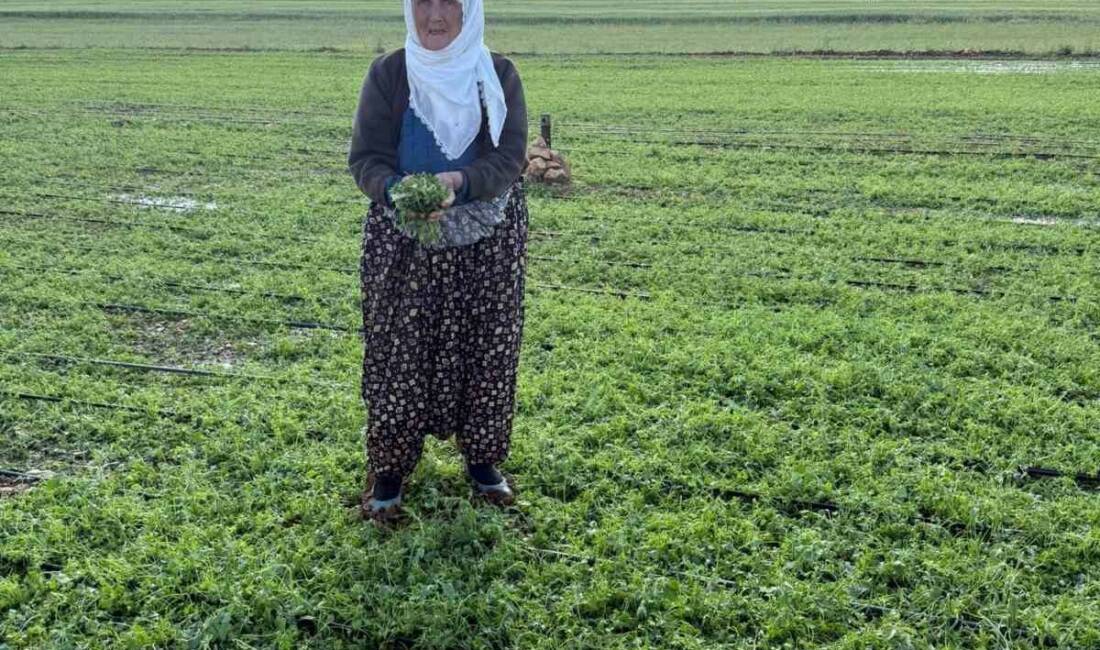 Mardin'in Mazıdağı ilçesinde meydana gelen şiddetli dolu yağışı, tarım arazilerine