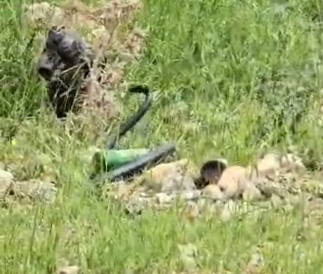 Şırnak’ta odun almaya giden kadın, yaklaşık 2 metre uzunluğunda yılan