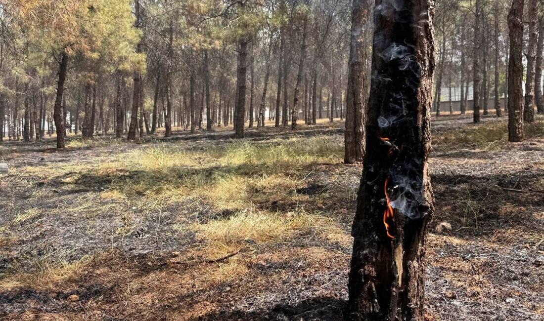 Suruç ilçesinde bakımsız kalan ormanlık alanda çıkan yangın sonucunda onlarca