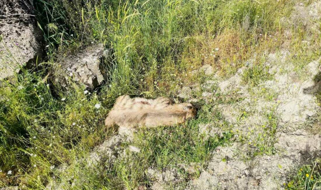 Adıyaman’da, otomobilin çarptığı çizgili sırtlan telef oldu.