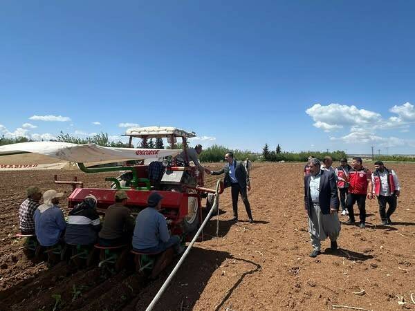 Samsat ilçesinde Ege tipi tütün ekimleri başladı. Kaymakam, Tarım Müdürü