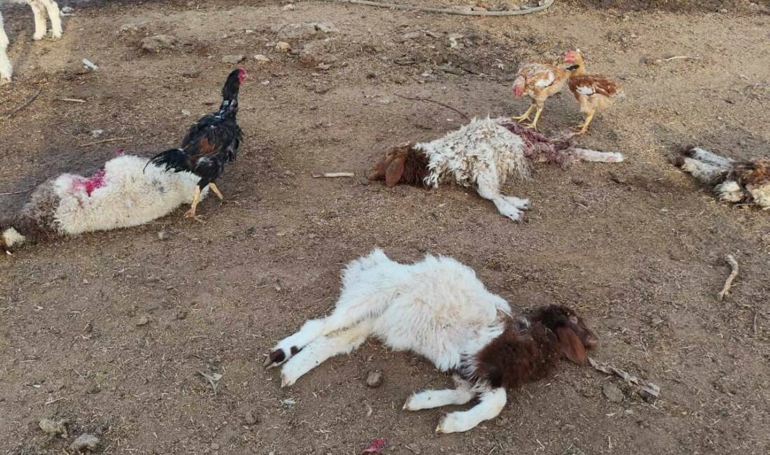 Başıboş köpekler 33 kuzuyu telef etti Viranşehir ilçesinde bir ağıla giren başıboş sokak köpekleri 33 kuzuyu