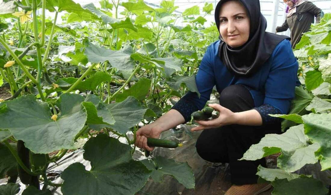 Gaziantep'in Yavuzeli ilçesinde başlatılan "Seracı Kadınlar Güçleniyor" projesi kapsamında kadın