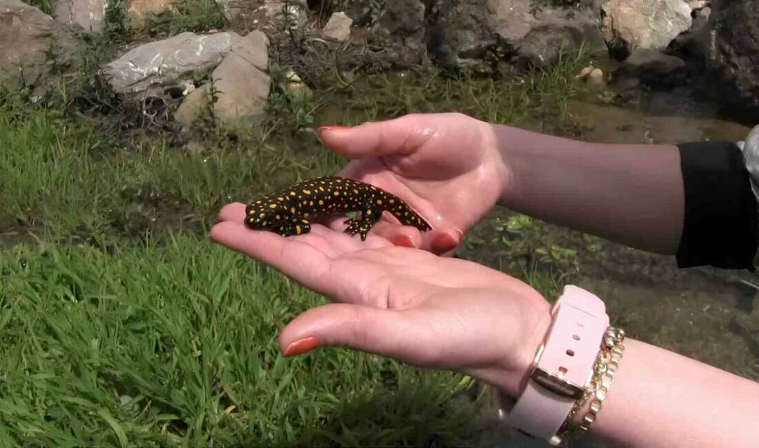 Siirt'in Şirvan ilçesinde nadir görülen benekli semenderler, Bacavan Yaylasında doğa