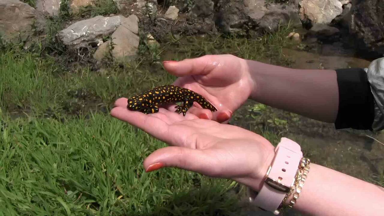Siirt'in Şirvan ilçesinde nadir görülen benekli semenderler, Bacavan Yaylasında doğa