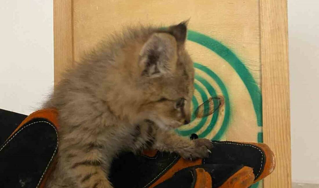 Şırnak'ın Cizre ilçesinde Güzeller Hudut Karakolu'nda nöbet tutan personel, nadir