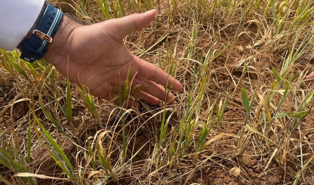 Şırnak'ın İdil ilçesinde susuz tarım uygulanan buğday, arpa ve kırmızı