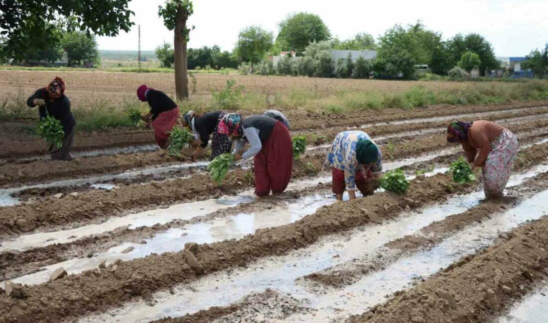 Şanlıurfa'nın vazgeçilmez lezzetlerinden olan Birecik Patlıcanı, özenle ekim zamanına geldi.