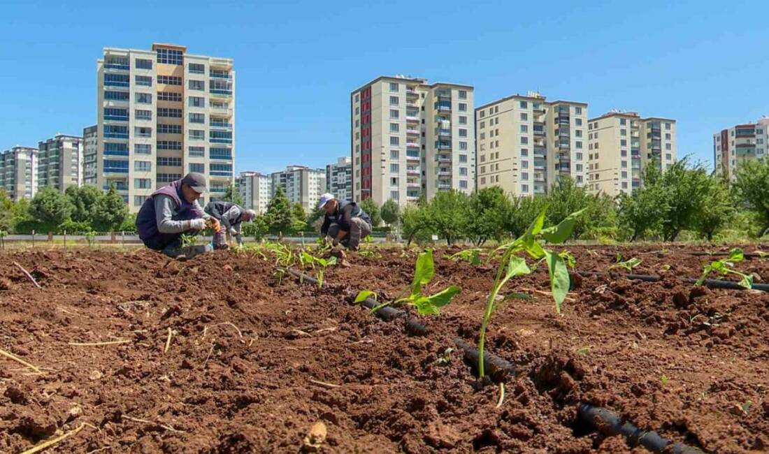 Diyarbakır Büyükşehir Belediyesi, genetiği değiştirilmiş tohumlara karşı önlem almak amacıyla