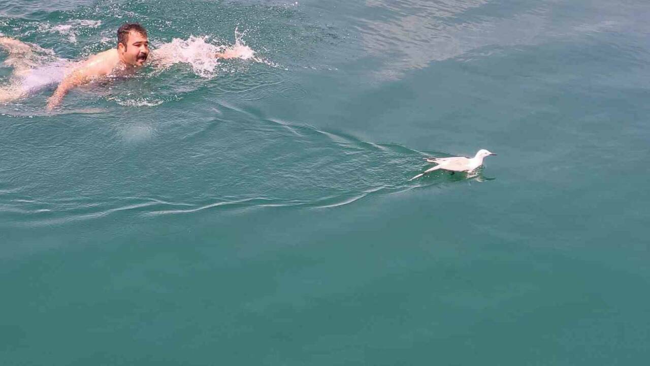 Adıyaman'ın Atatürk Barajı'nda kanadı kırık bir martı yaralanınca, Samsat Belediyesine