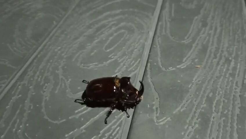 Adıyaman'ın Büyükkavaklı Köyü'nde nadir görülen gergedan böceği köy sakinleri tarafından