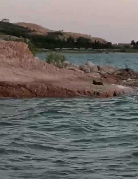 Adıyaman’ın Samsat ilçesinde su samuru cep telefonu kamerasıyla görüntüledi.