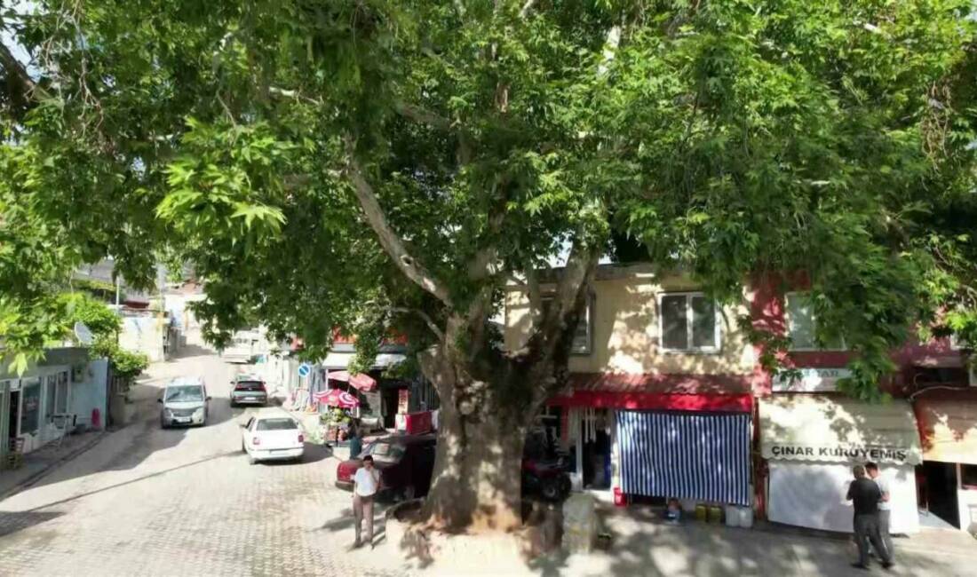 Adıyaman’da ‘Anıt ağaç’ olarak tzescillenen 600 yıllık çınar ağacı, Tut
