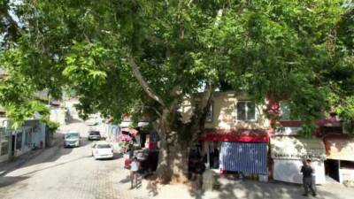 Adıyaman’da ‘Anıt ağaç’ olarak tzescillenen 600 yıllık çınar ağacı, Tut