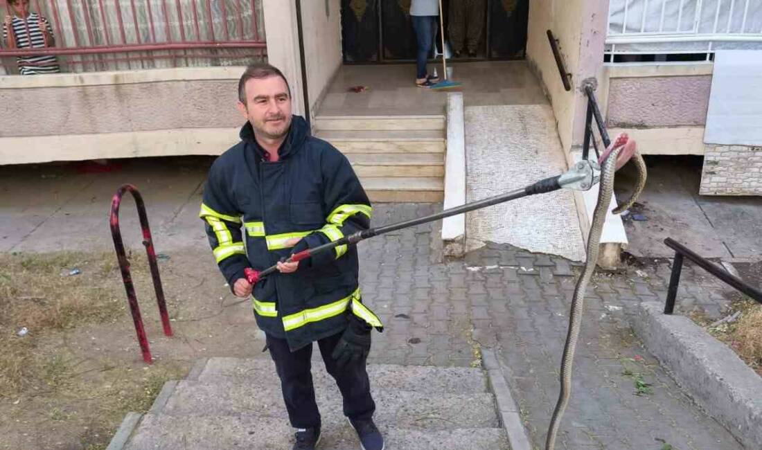 Batman'da bulunan yaklaşık 1 metre uzunluğundaki yılan, bina girişinde görüldüğü
