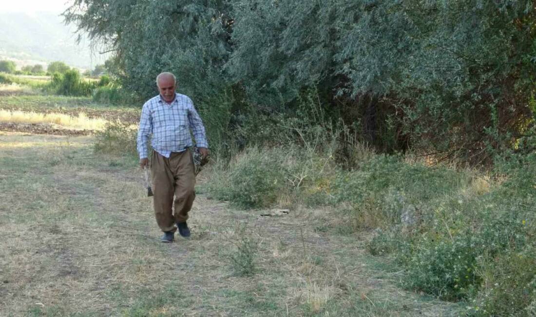 Batman’ın Gercüş ilçesinde boş olan yüzme havuzuna düşen yavru tilki