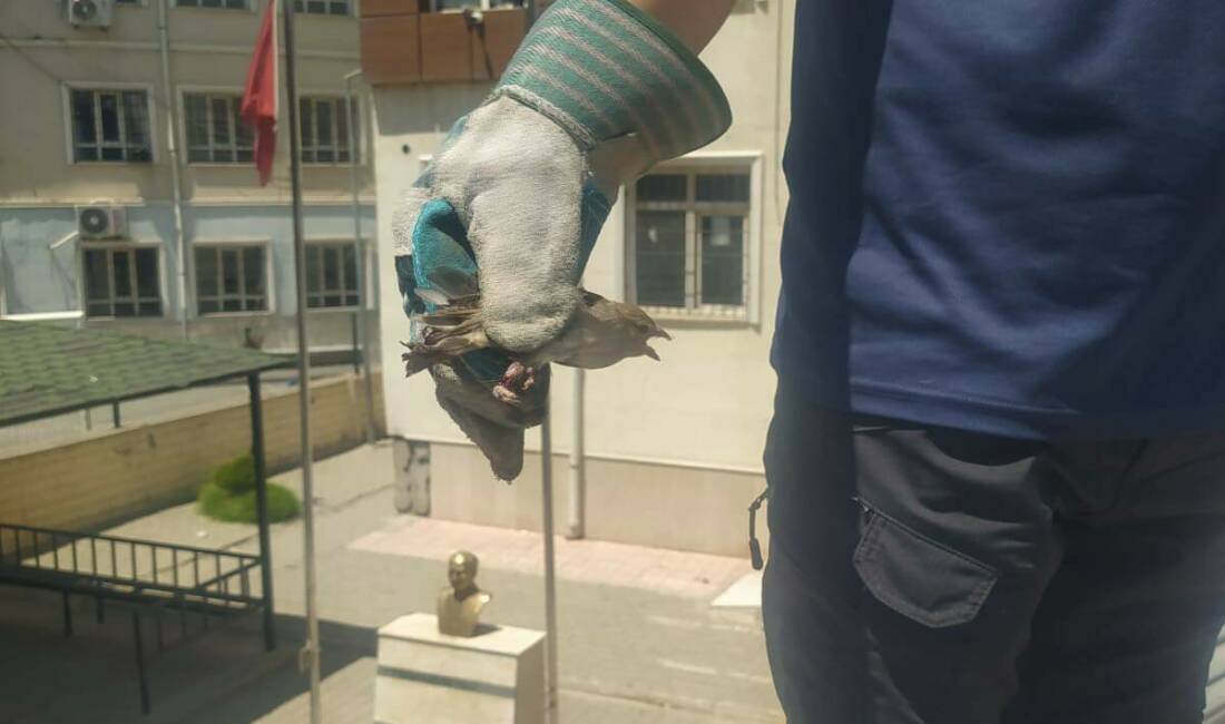 Batman’da Ziya Gökalp Ortaokulu binası yakınında ayağı tellere takılan bir