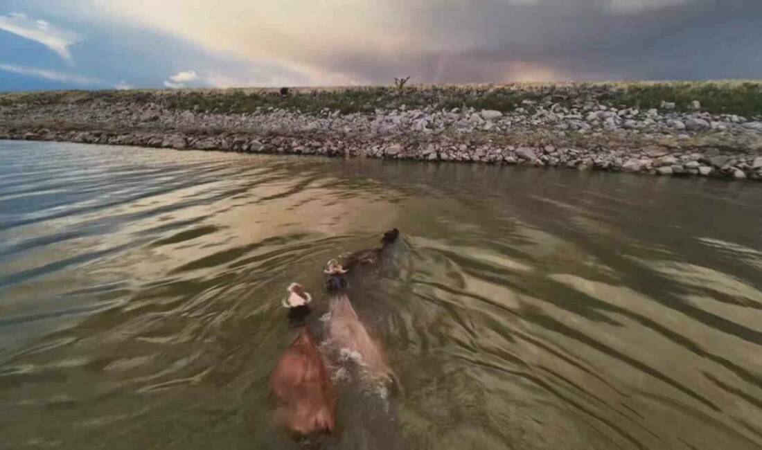 Diyarbakır'daki Devegeçidi Barajı, hayvanların serinlemek için tercih ettiği bir mekan