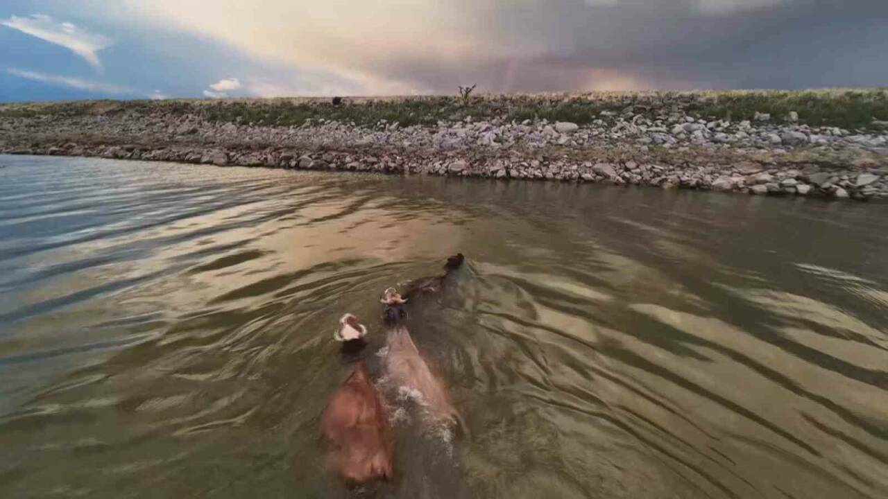 Diyarbakır'daki Devegeçidi Barajı, hayvanların serinlemek için tercih ettiği bir mekan