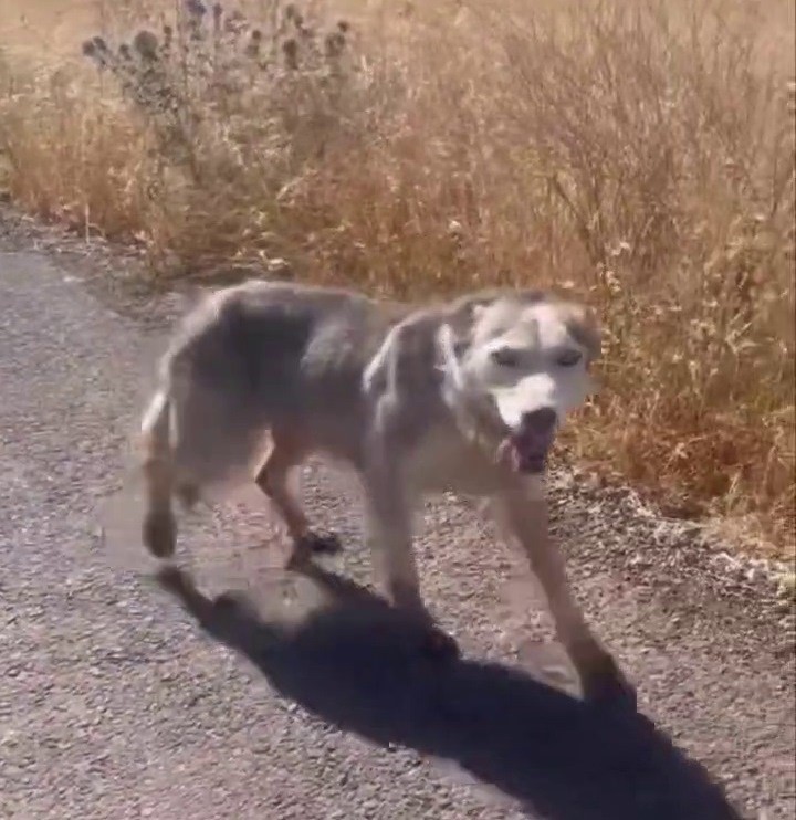 Diyarbakır’ın Çınar ilçesinde melez kurt gören vatandaşlar, evcil köpek çağırır