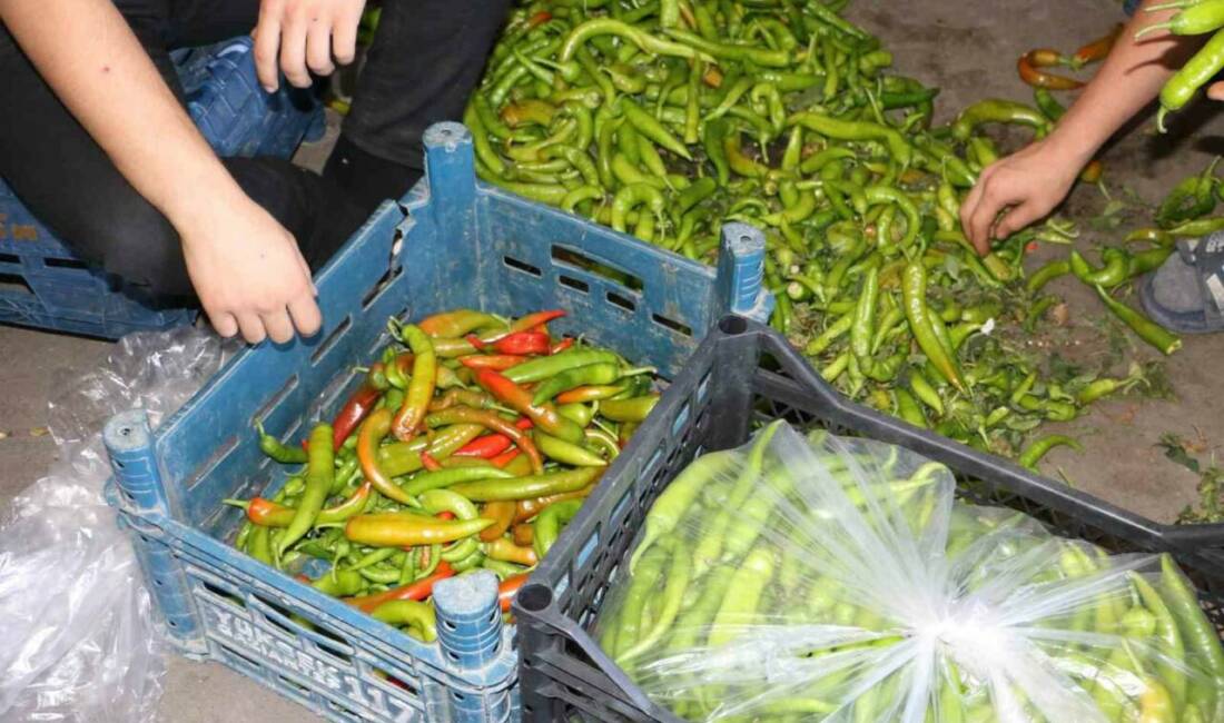 Diyarbakır'da meyve-sebze halindeki ürünler, 40 dereceyi aşan sıcaklar nedeniyle olumsuz