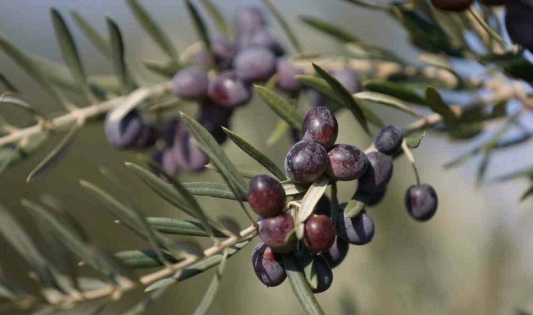 Zeytin ve zeytinyağının Türkiye’deki önemli üretim merkezlerinden olan Gaziantep’te üretilen