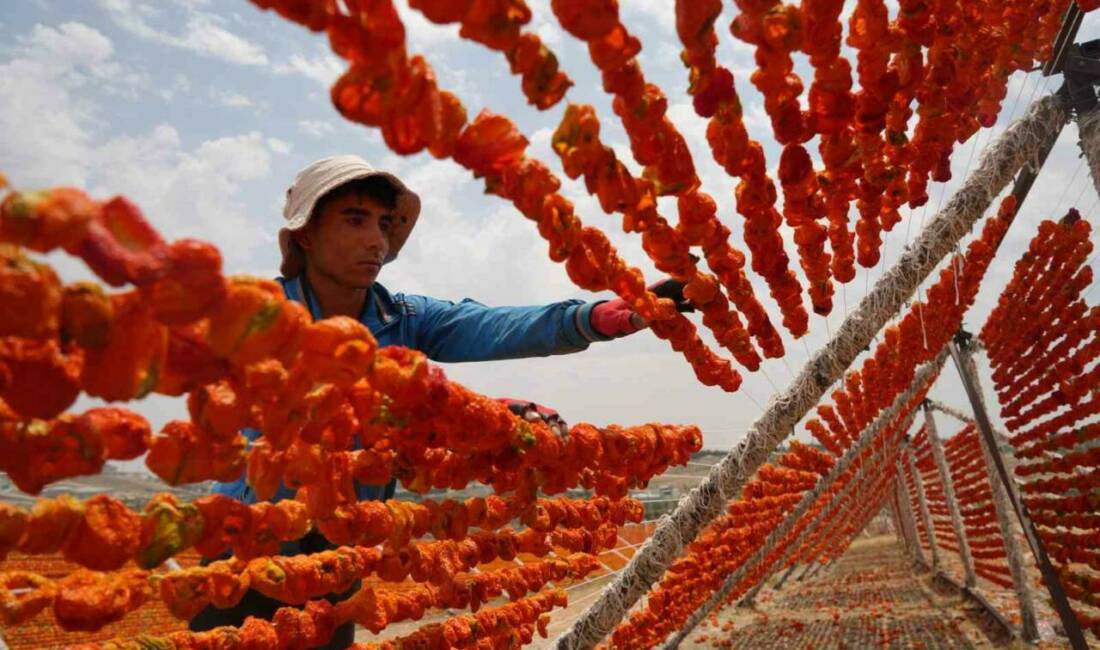 Gastronomi kenti Gaziantep’in geleneksel yemeklerinin vazgeçilmezi ve dünya mutfaklarının tercihi