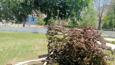 Adıyaman'ın Gölbaşı ilçesinde meydana gelen şiddetli rüzgarın etkisiyle bir ağaç