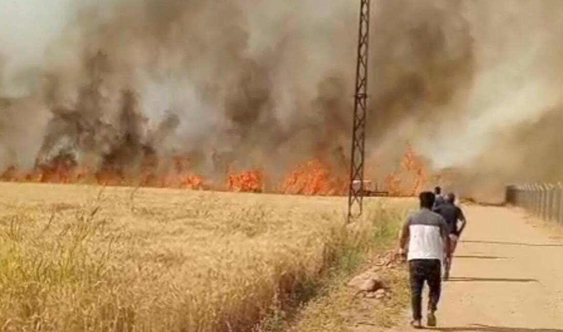 Şanlıurfa’nın Harran ilçesinde hasat zamanı gelen buğday tarlasında çıkan yangında