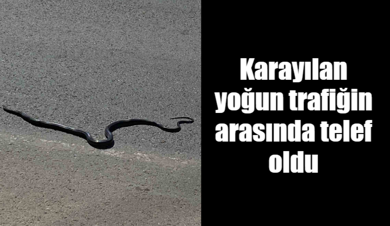 Adıyaman’da, şehir merkezinin en işlek caddesine çıkan karayılan araçların altında