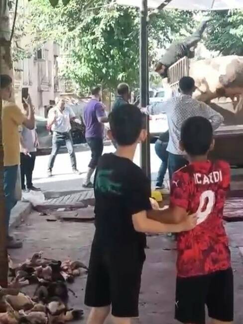 Şanlıurfa’da kamyonetten indirilmeye çalışılan kızgın boğa, kasaba kabusu yaşattı. Boğanın