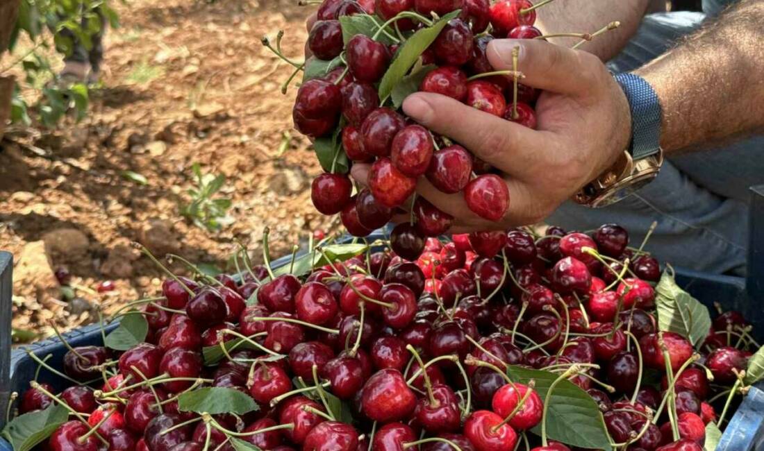 Mardin’in Yeşilli ilçesinde 17. Napolyon Kirazı Festivali düzenlendi.