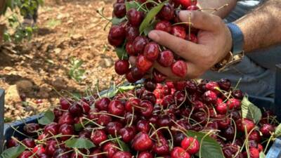 Mardin’in Yeşilli ilçesinde 17. Napolyon Kirazı Festivali düzenlendi.