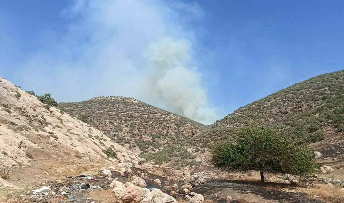 Mardin'de Nusaybin ilçesine bağlı ormanlık alanda henüz belirlenemeyen bir nedenle
