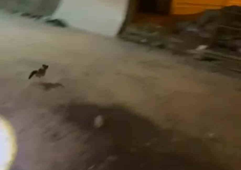 Mardin’in Nusaybin ilçesinde şehir içi minibüsün motor bölümüne giren kedi,