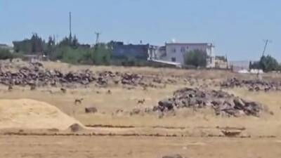 Şanlıurfa’nın Siverek ilçesinde nesli tükenme tehlikesiyle karşı karşıya olan ve