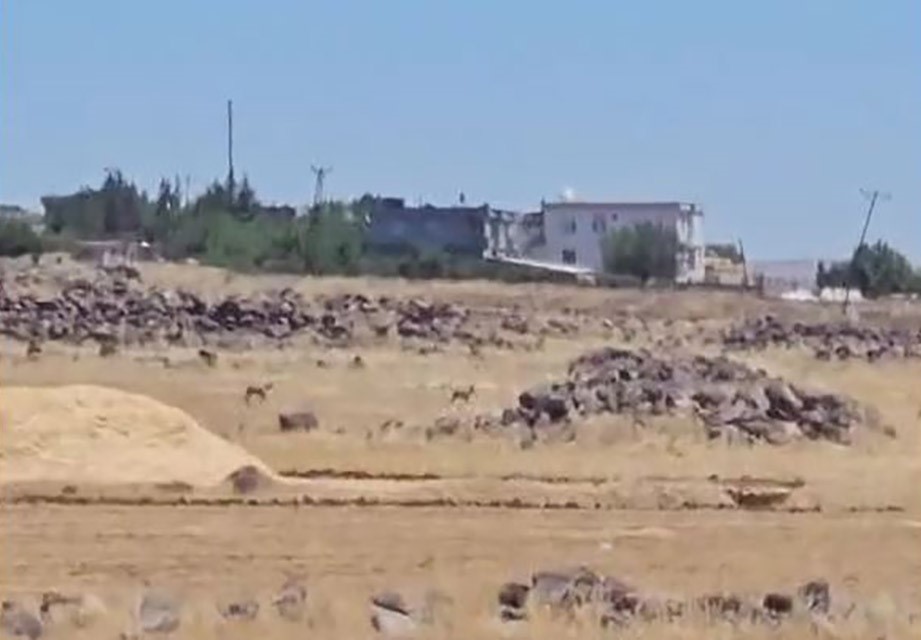 Şanlıurfa’nın Siverek ilçesinde nesli tükenme tehlikesiyle karşı karşıya olan ve