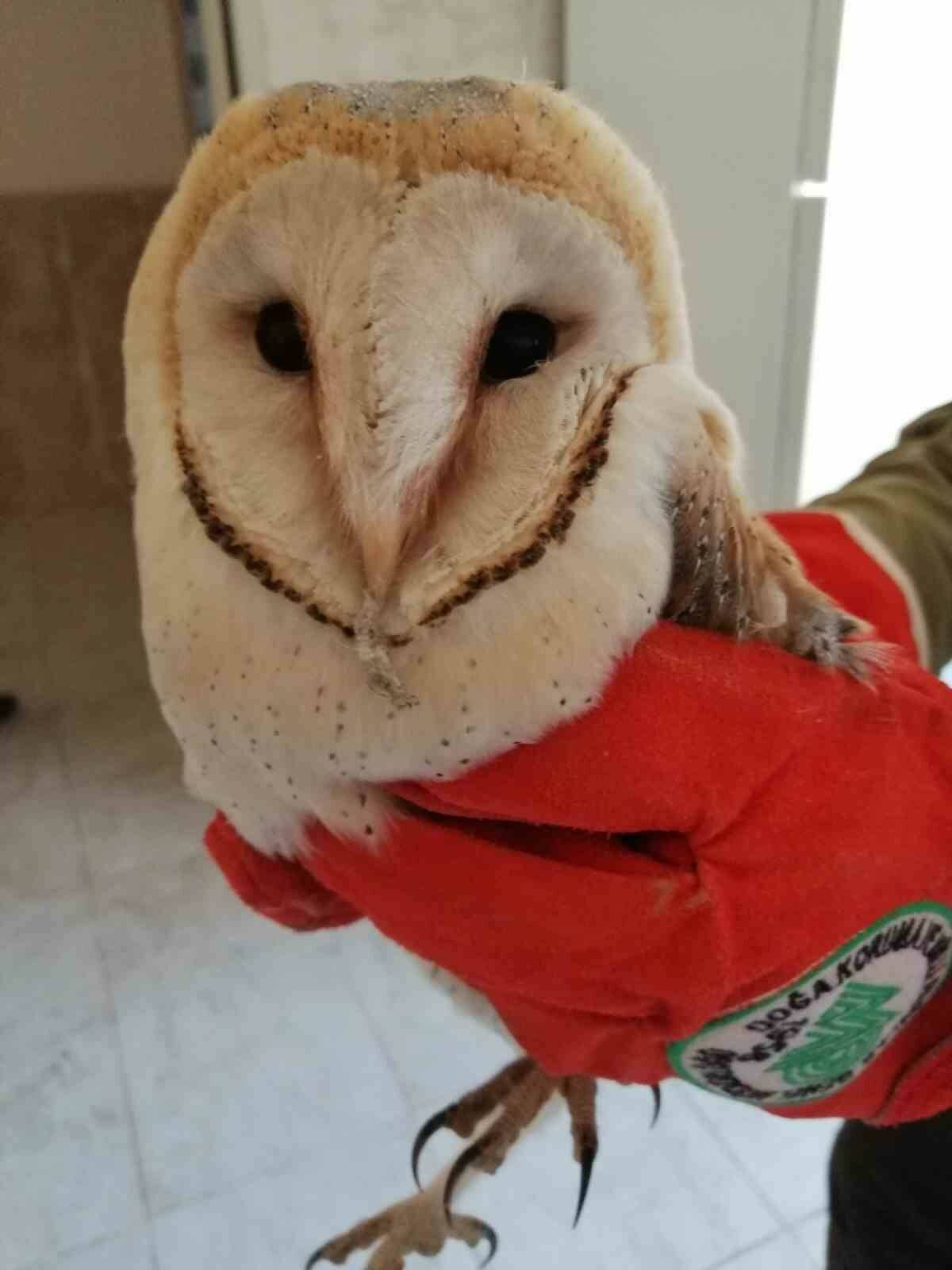 Birecik ilçesindeki bir ortaokulda bulunan peçeli baykuş, öğretmenler tarafından fark
