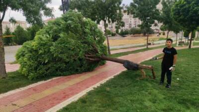 Batman’da etkili olan rüzgar nedeniyle bir parkta bulunan ağaç devrildi.