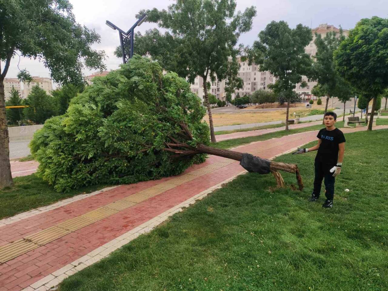 Batman’da etkili olan rüzgar nedeniyle bir parkta bulunan ağaç devrildi.